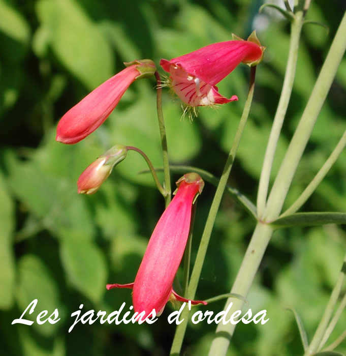 Penstemon barbatus coccineus